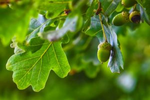 Garden Maintenance Services including trimming and pruning